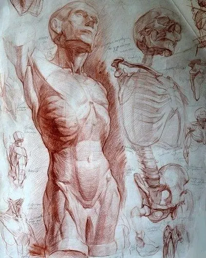 El estudio de la anatomía