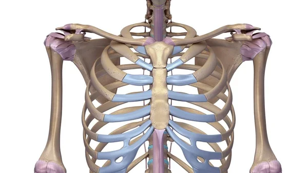 El esqueleto humano es osteocartilaginoso