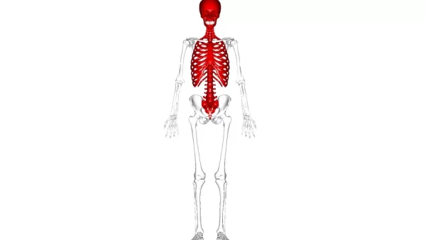 ¿Qué es el esqueleto axial?