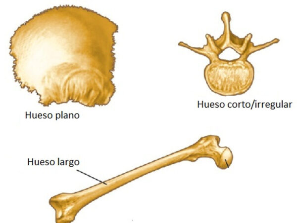 ¿Cuáles son las formas principales de los huesos humanos?