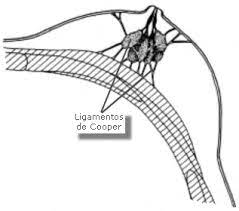 ¿Qué son los ligamentos de Cooper?