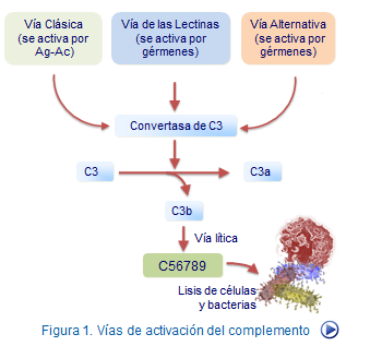 ¿Cuáles son las vías de activación del complemento?